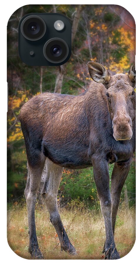 #moose#western#maine#fall#mountains#wildlife iPhone Case featuring the photograph Beauty in the Woods by Darylann Leonard Photography