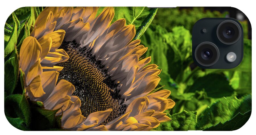 Sunflower iPhone Case featuring the digital art Becoming by DiGiovanni Photography