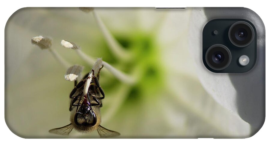 Datura iPhone Case featuring the photograph Bee in Datura by Jonathan Thompson