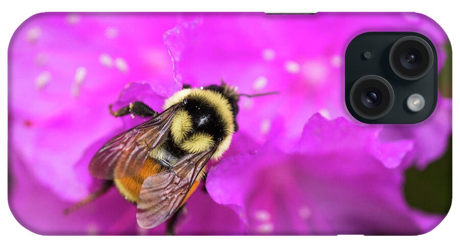 Maine iPhone Case featuring the photograph Bee on Azalea by Alana Ranney