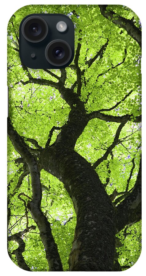Scotland iPhone Case featuring the photograph Beech Tree In Spring by Iain Sarjeant