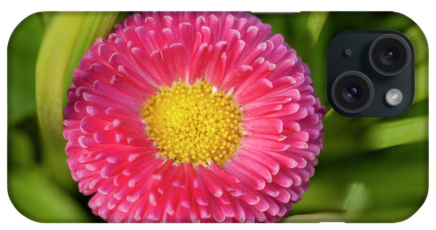Spring iPhone Case featuring the photograph Bellis daisy flower close up in spring time by Simon Bratt