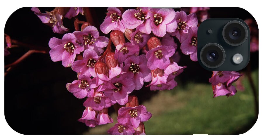 United Kingdom iPhone Case featuring the photograph Bergenia by Adrian T Sumner/science Photo Library
