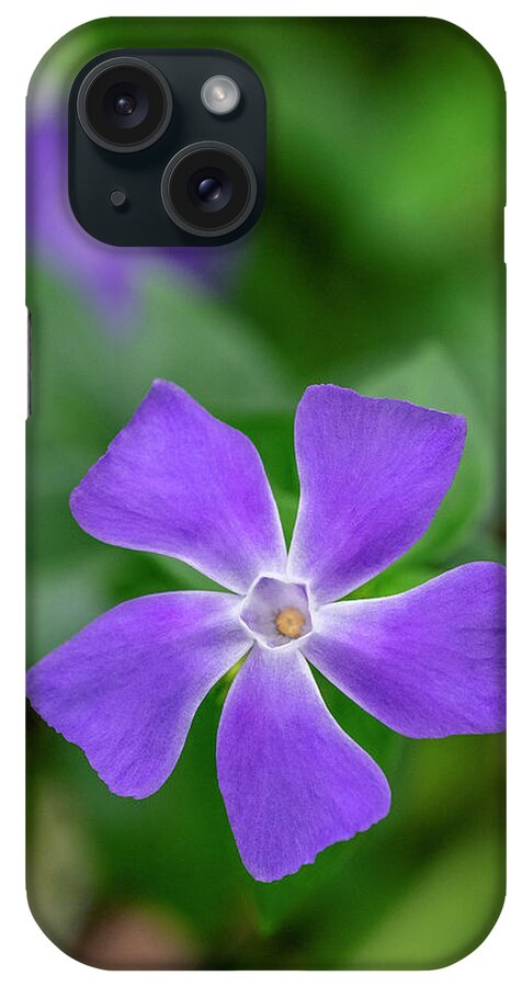 Big Periwinkle iPhone Case featuring the photograph Bigleaf Periwinkle by Lisa S. Engelbrecht