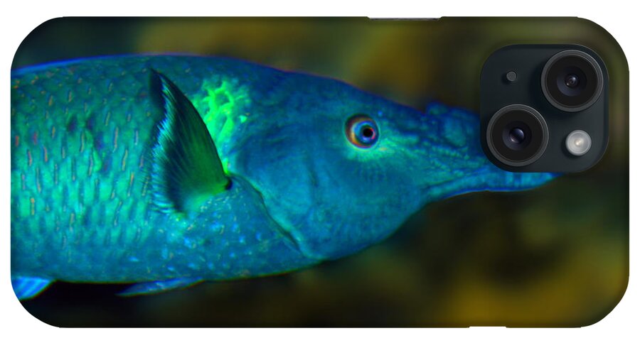 Bird Wrasse iPhone Case featuring the photograph Bird Wrasse by Anthony Jones