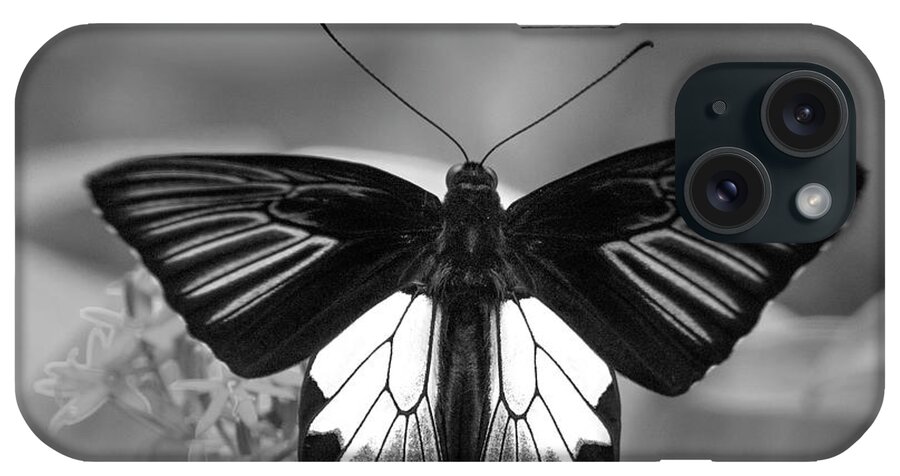 Disk1215 iPhone Case featuring the photograph Birdwing Butterfly Display by Tim Fitzharris
