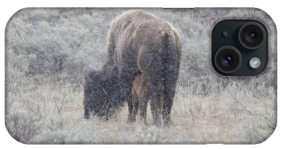 Yellowstone iPhone Case featuring the photograph Bison and nursing calf by C Ribet