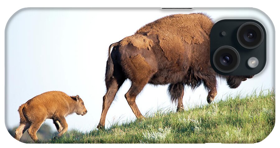 Bison Of The Badlands 03 iPhone Case featuring the photograph Bison Of The Badlands 03 by Gordon Semmens