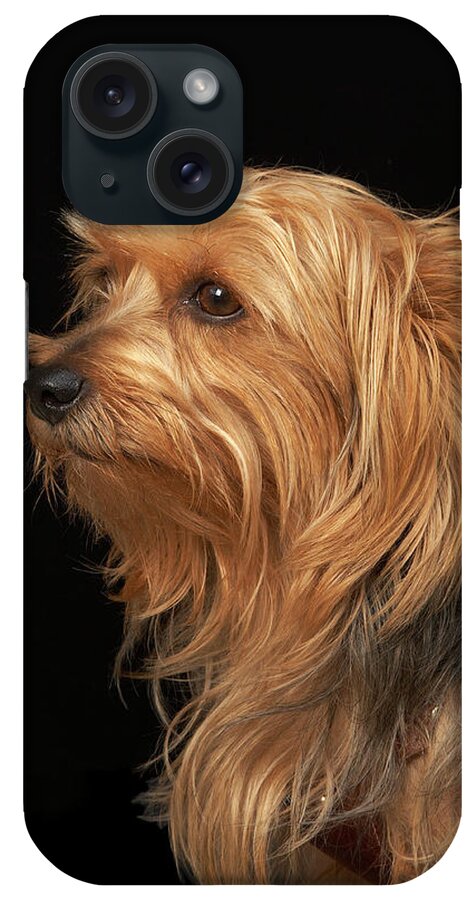 Pets iPhone Case featuring the photograph Black And Brown Yorkie Left Profile On by M Photo