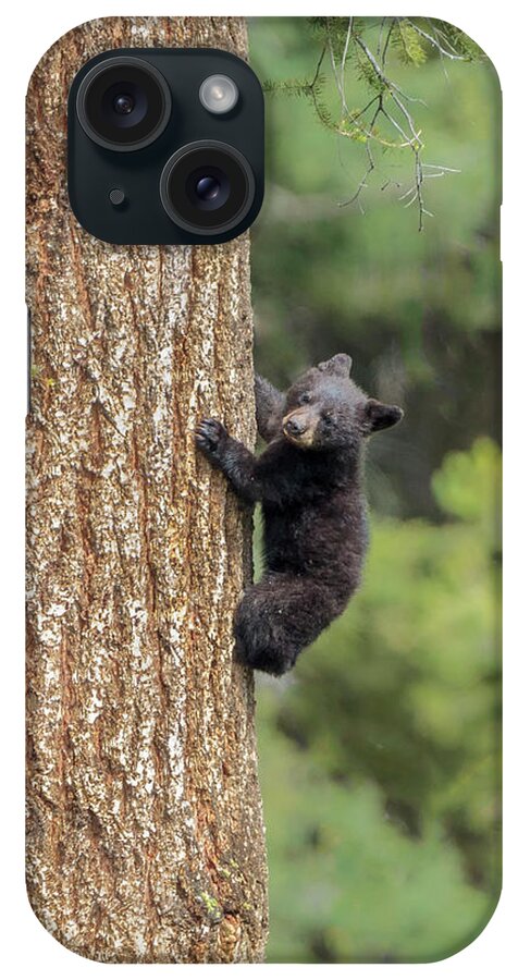 Black Bear Cub Climbing Ynp iPhone Case featuring the photograph Black Bear Cub Climbing Ynp by Galloimages Online