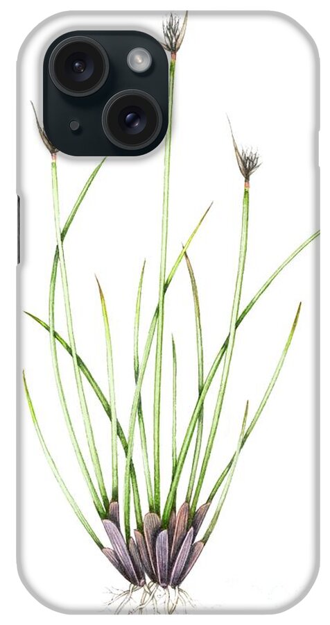 Nobody iPhone Case featuring the photograph Black Bog-rush (schoenus Nigricans) by Lizzie Harper/science Photo Library