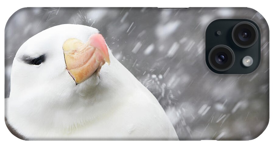 Heike Odermatt iPhone Case featuring the photograph Black Browed Albatross In Snowfall by Heike Odermatt