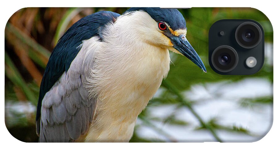 Heron iPhone Case featuring the photograph Black Crowned Night Heron closeup by Anthony Jones