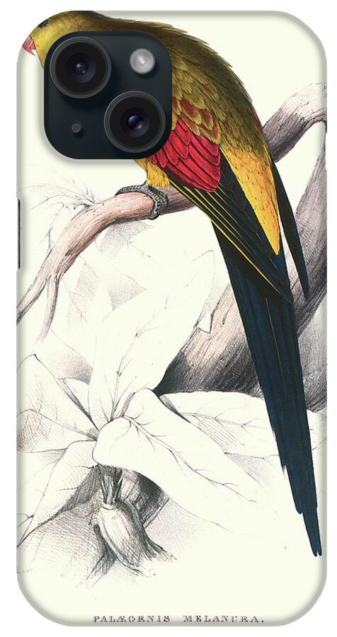 Parrots iPhone Case featuring the painting Black Tailed Parakeet(Male) - Polypelis Anthopeplus by Edward Lear