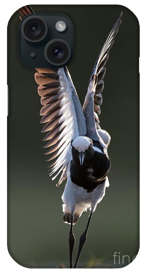 Africa iPhone Case featuring the photograph Blacksmith Lapwing Stretching by Tony Camacho/science Photo Library