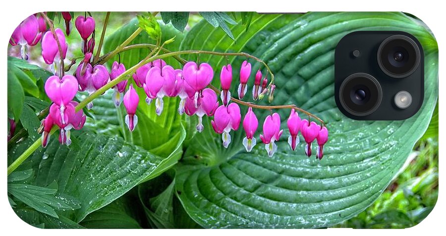 Bleeding Heart iPhone Case featuring the photograph Bleeding Heart with Hosta by Allen Nice-Webb