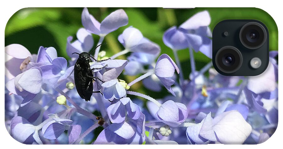Blister Beetle iPhone Case featuring the photograph Blister Beetle on Hydrangea 2 by Amy E Fraser