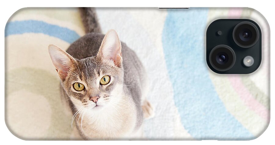 Pets iPhone Case featuring the photograph Blue Abyssinian Cat by Ly Wylde Photography