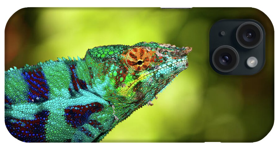 Hiding iPhone Case featuring the photograph Blue Chameleon by Hnijjar007