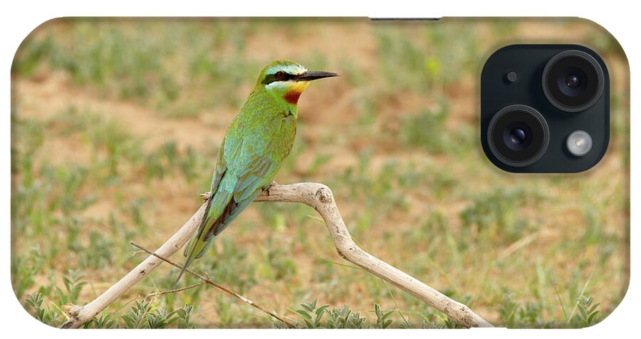 Asia iPhone Case featuring the photograph Blue-cheeked Bee-eater, Perched On Dead Branch On Ground by Ashish & Shanthi Chandola / Naturepl.com