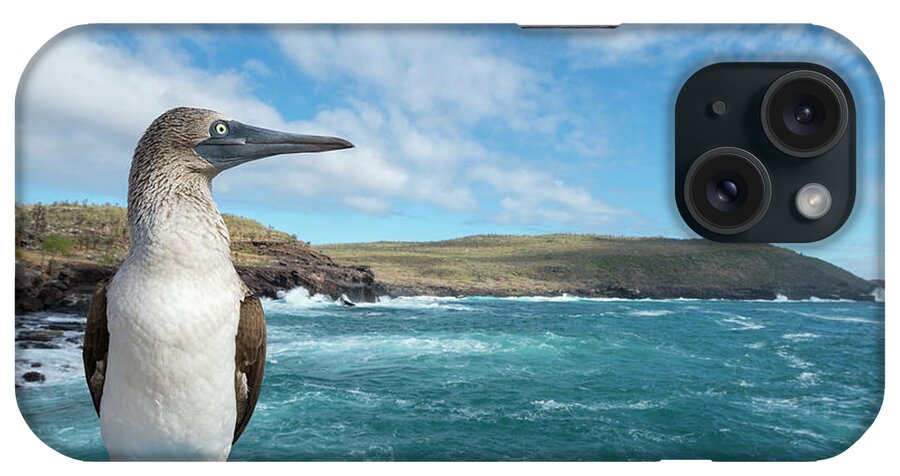 Animals iPhone Case featuring the photograph Blue Footed Booby On Coast by Tui De Roy