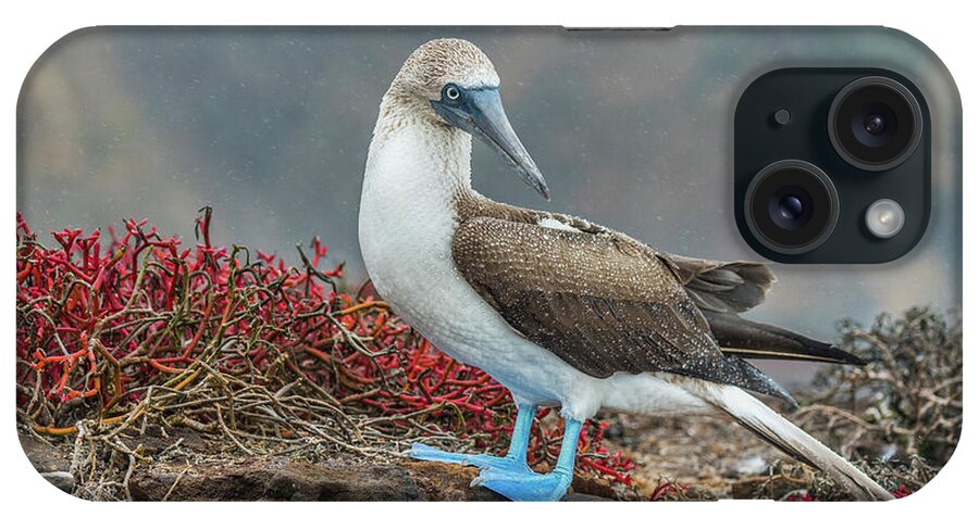 Animals iPhone Case featuring the photograph Blue-footed Booby On San Cristobal Island by Tui De Roy