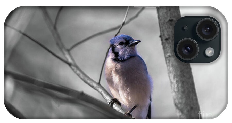  iPhone Case featuring the photograph Blue Jay by Dheeraj Mutha