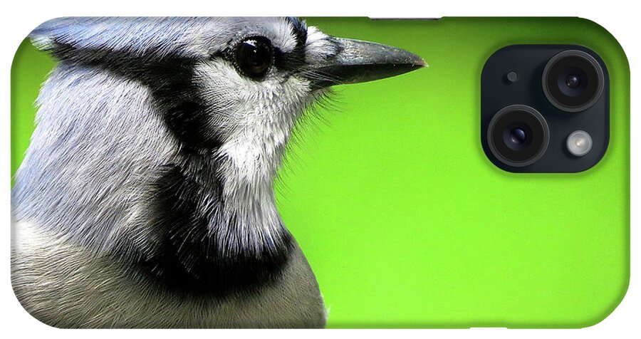 Northern Blue Jay iPhone Case featuring the photograph Blue Jay Glamour Shot by Linda Stern