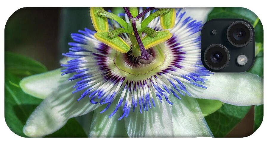 Blue Passion Flower iPhone Case featuring the photograph Blue Passion Flower by Priscilla Burgers