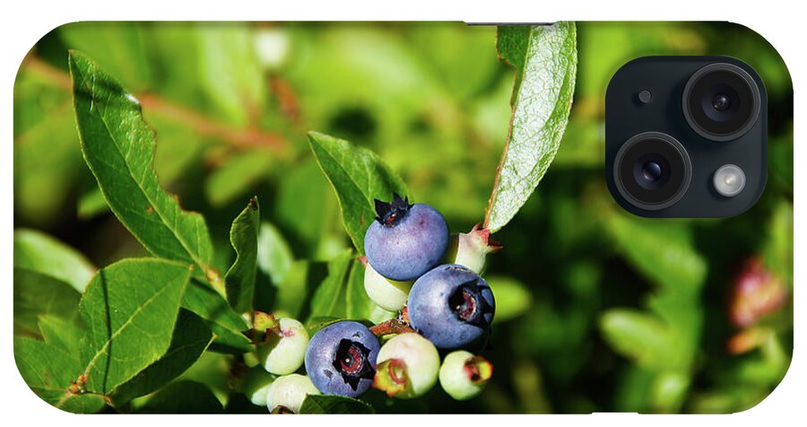 Peaked Mountain iPhone Case featuring the photograph Blueberries by Rockybranch Dreams
