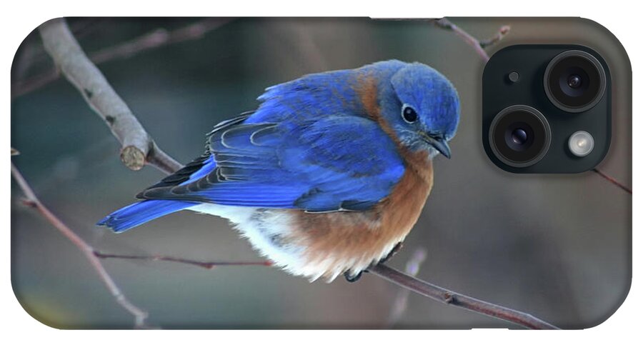 Bluebird iPhone Case featuring the photograph Bluebird in Winter by Karen Adams