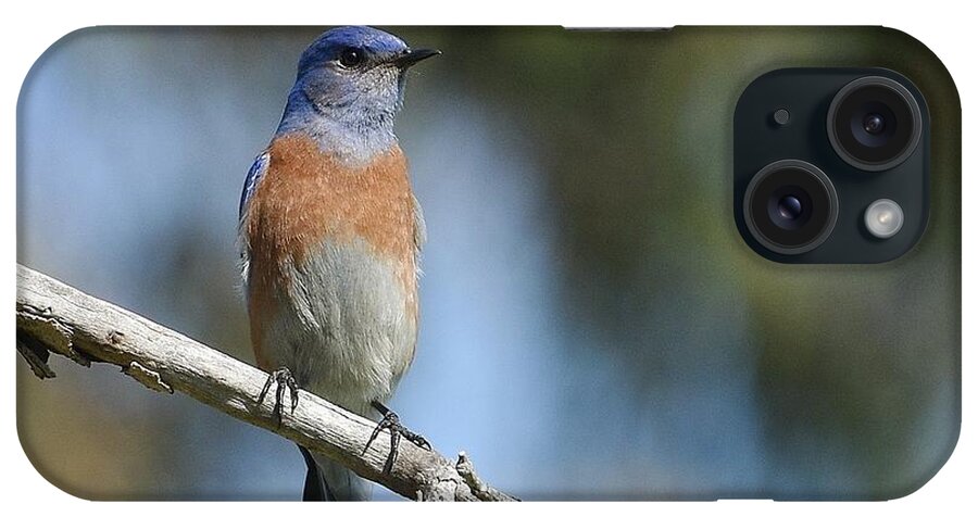Western Bluebird iPhone Case featuring the photograph Bluebird Of Happiness 3 by Fraida Gutovich