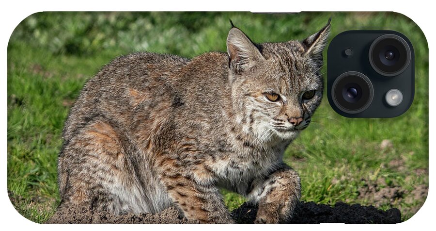 Adult iPhone Case featuring the photograph Bobcat Hunting by David A Litman
