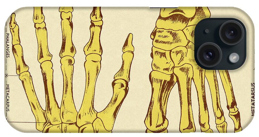 Bone iPhone Case featuring the drawing Bones of Hands and Foot by CSA Images
