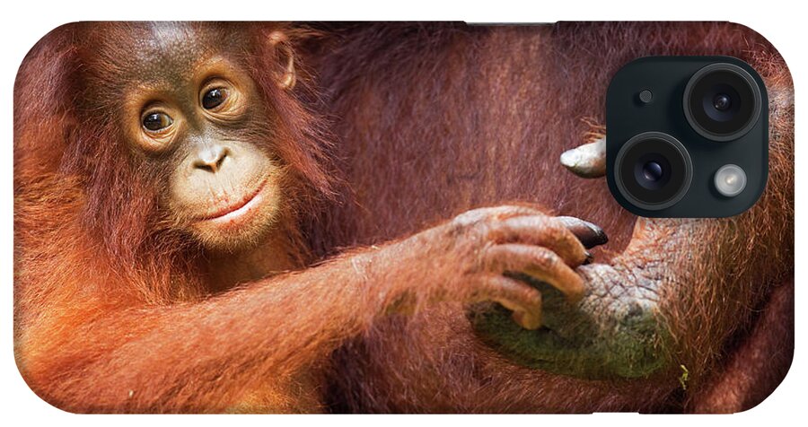 Island Of Borneo iPhone Case featuring the photograph Bornean Orangutan Female Baby by Anup Shah