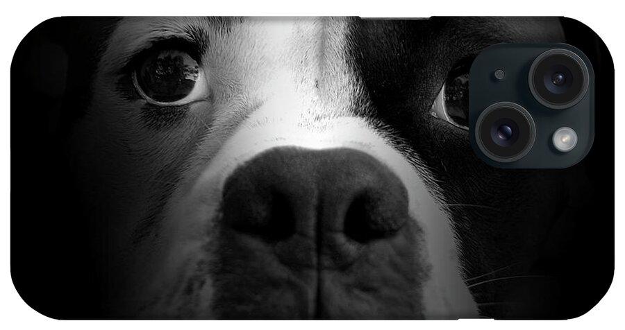 Boxer iPhone Case featuring the photograph Boxer Pup by Lori Hutchison