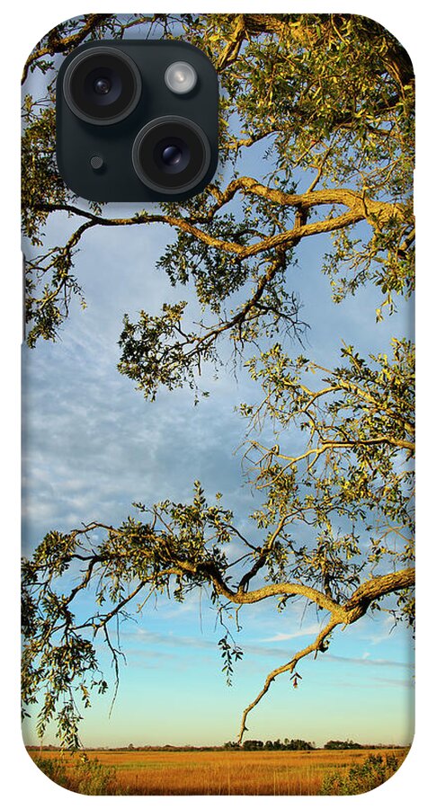 Scenics iPhone Case featuring the photograph Branches Of Live Oak Tree Frame A Marsh by Joseph Shields