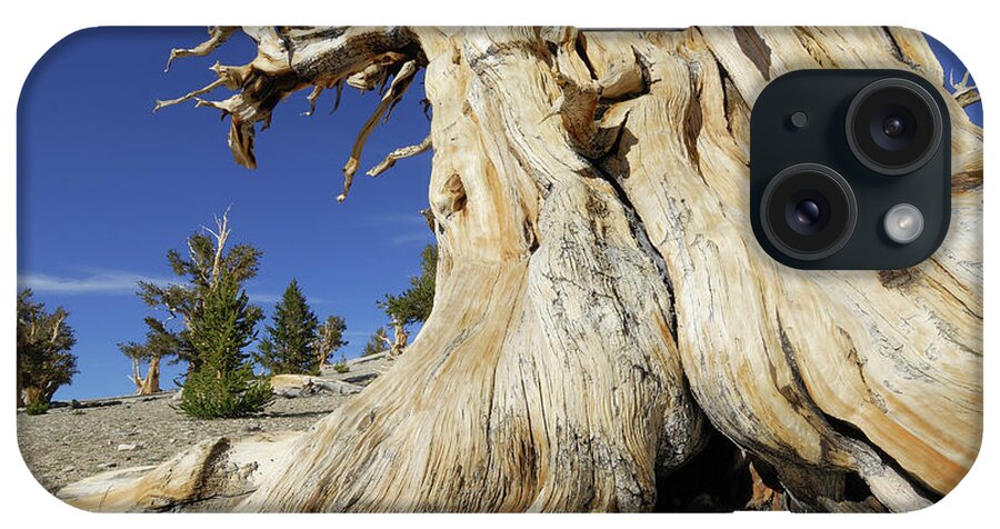 Clear Sky iPhone Case featuring the photograph Bristlecone Pine Tree Pinus Longaeva by Martin Ruegner