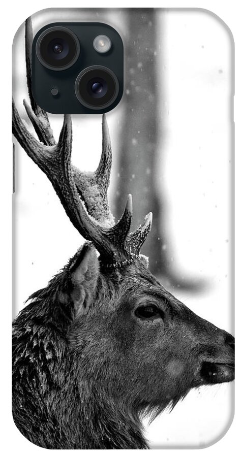 Horned iPhone Case featuring the photograph Buck by Photography By Daniel Hans Peter Christensen