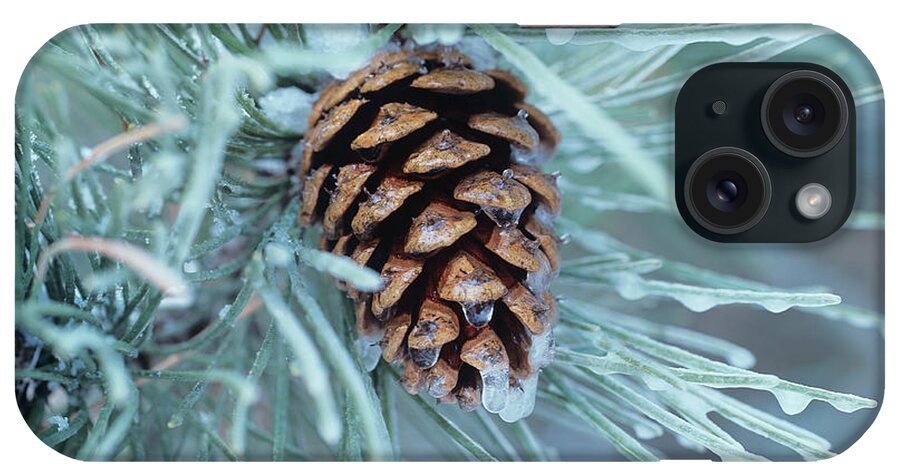 Frozen Pine Cone And Needles iPhone Case featuring the photograph Buffalo River 63 by Gordon Semmens