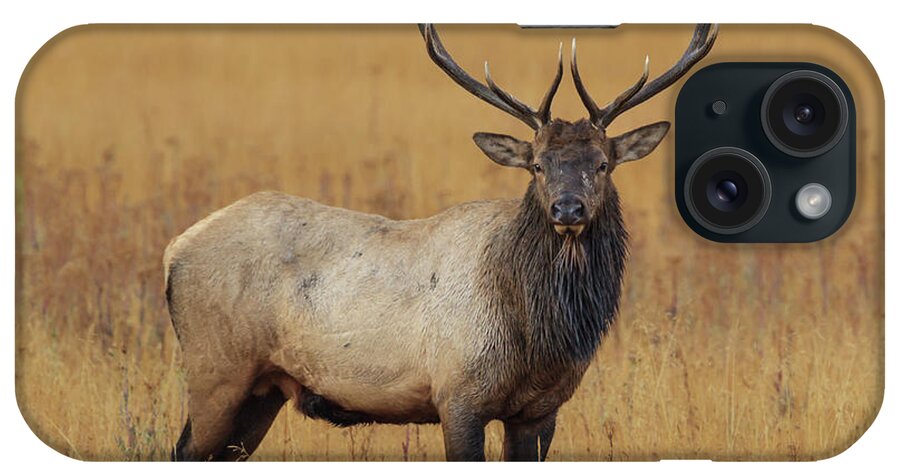 Bull Elk Ynp iPhone Case featuring the photograph Bull Elk Ynp by Galloimages Online