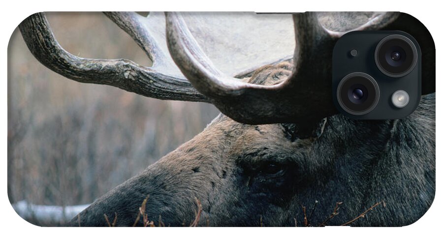 One Animal iPhone Case featuring the photograph Bull Moose., Denali National Park & by Mark Newman