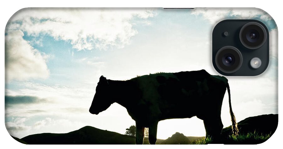 Grass iPhone Case featuring the photograph Bullock In Silhouette by Georgeclerk
