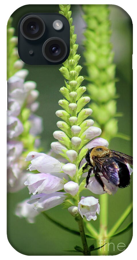 Bumblebee iPhone Case featuring the photograph Bumblebee on Obedient Flower by Karen Adams