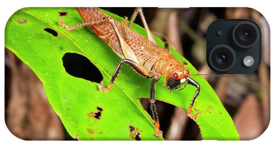 Amazon iPhone Case featuring the photograph Bush Cricket In The Rainforest by Dr Morley Read/science Photo Library