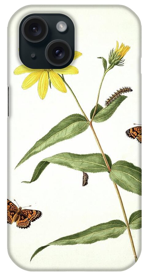 John Abbot iPhone Case featuring the photograph Butterflies And Sunflower by Natural History Museum, London/science Photo Library