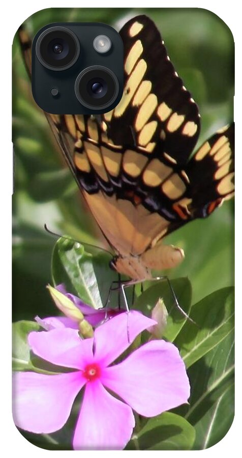 Butterfly Drinking Nectar iPhone Case featuring the photograph Butterfly Drinking Nectar by Philip And Robbie Bracco