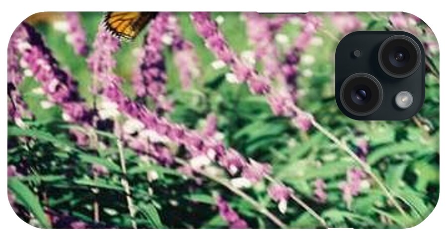 Butterfly iPhone Case featuring the photograph Butterfly Field by FD Graham