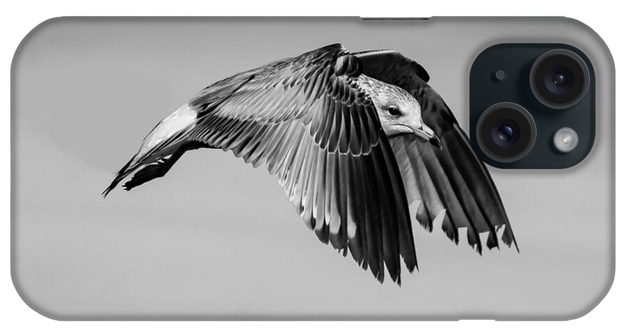 Seabird iPhone Case featuring the photograph BW Gull In Flight by Cathy Kovarik