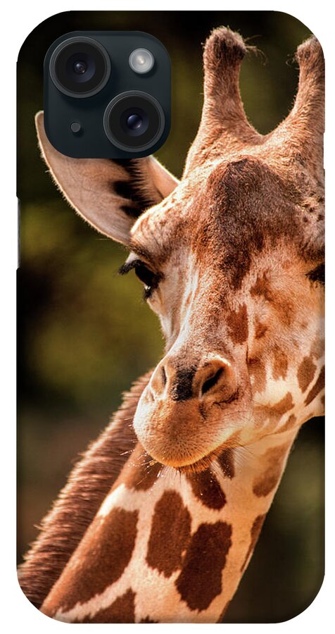 Animal iPhone Case featuring the photograph BZ Giraffe by Don Johnson
